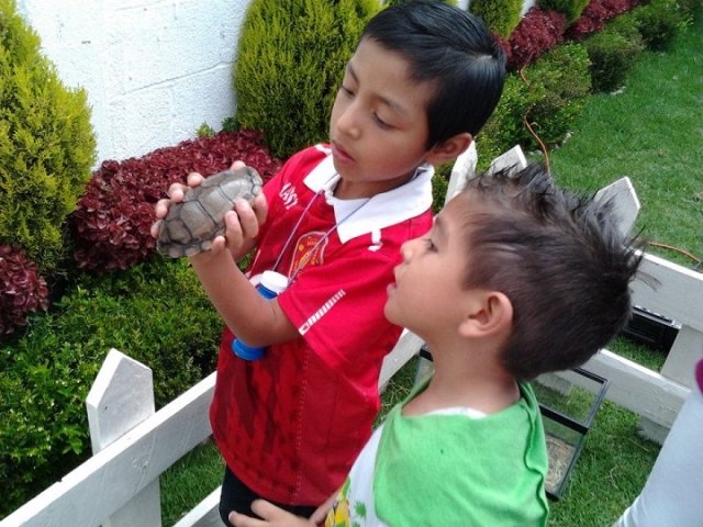 tortugas en la granja